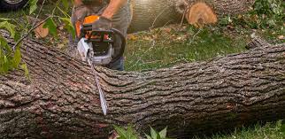 Why Choose Our Tree Removal Services in Oakland, NE?