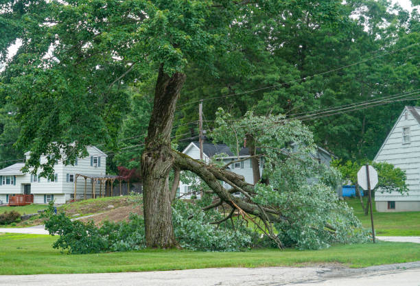 Best Arborist Consultation Services  in Oakland, NE