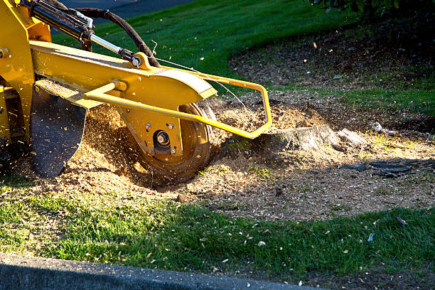 Best Palm Tree Trimming  in Oakland, NE